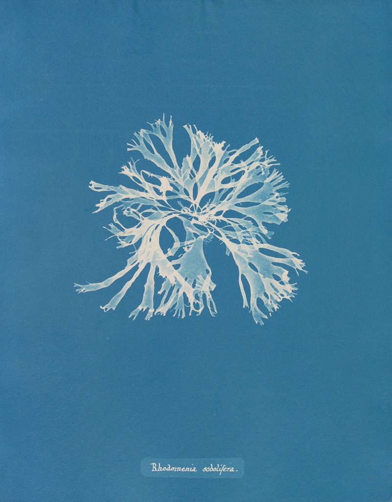 Rhodomenia sobolifera by Anna Atkins, 1843-1853 — digital art print download
