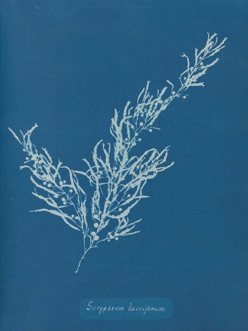 Sargassum bacciferum by Anna Atkins, 1843-1853 — digital art print download