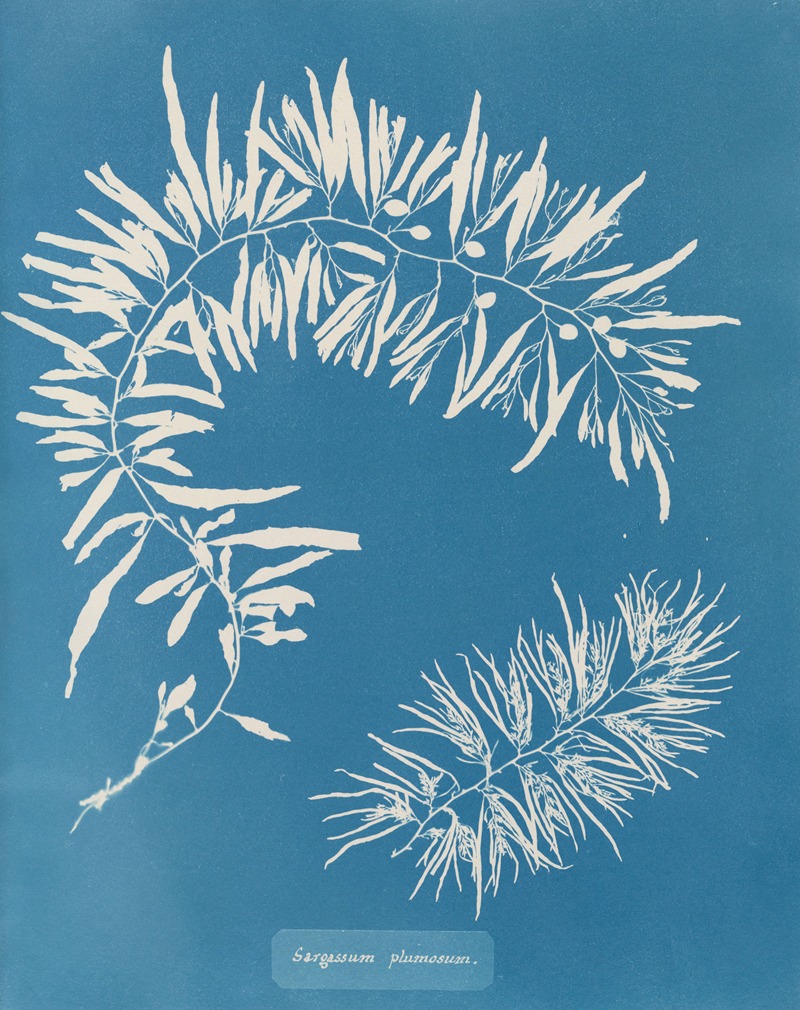 Sargassum plumosum by Anna Atkins, 1843-1853 — digital art print download