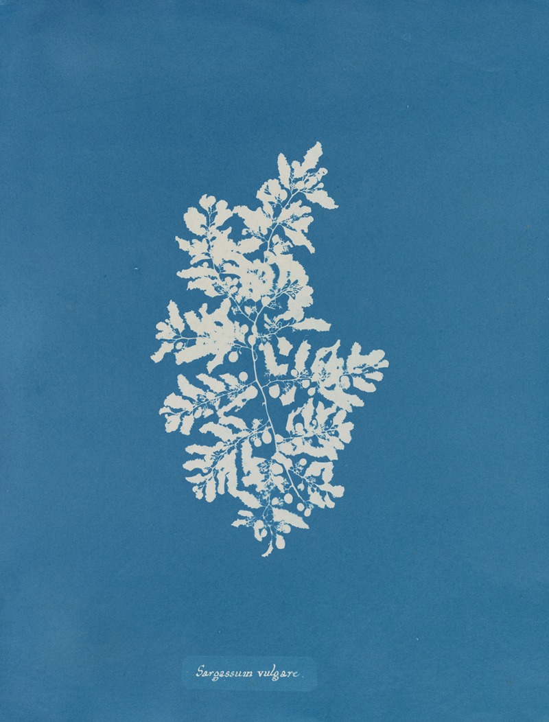 Sargassum vulgare by Anna Atkins, 1843-1853 — digital art print download