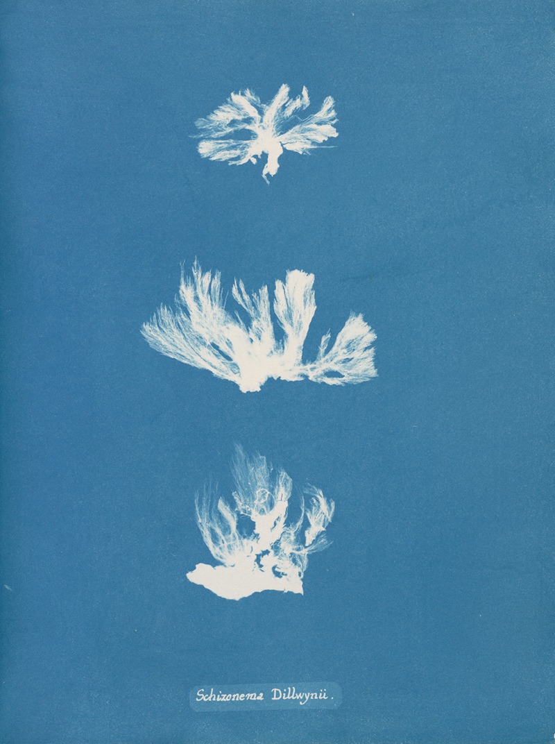Schizonema Dillwynii by Anna Atkins, 1843-1853 — digital art print download