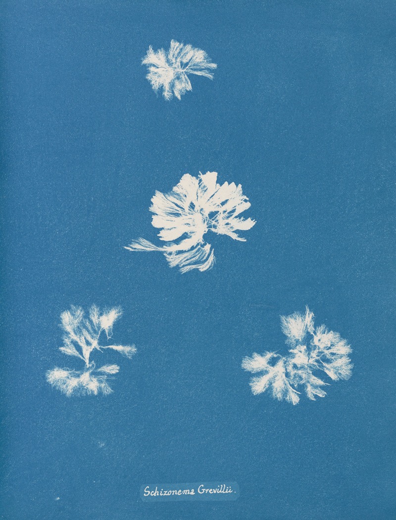 Schizonema Grevillii by Anna Atkins, 1843-1853 — digital art print download