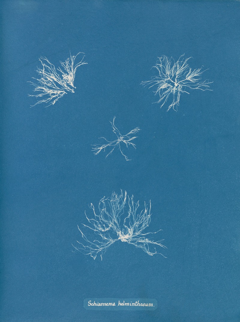 Schizonema helminthosum by Anna Atkins, 1843-1853 — digital art print download