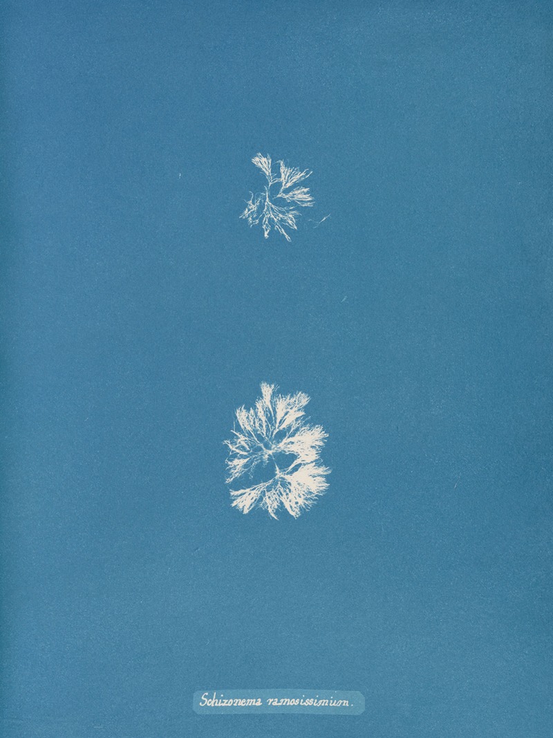 Schizonema ramosissimum by Anna Atkins, 1843-1853 — digital art print download