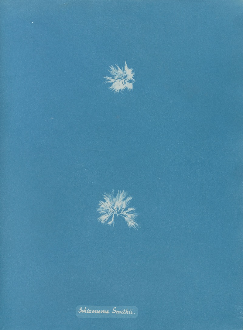 Schizonema Smithii by Anna Atkins, 1843-1853 — digital art print download