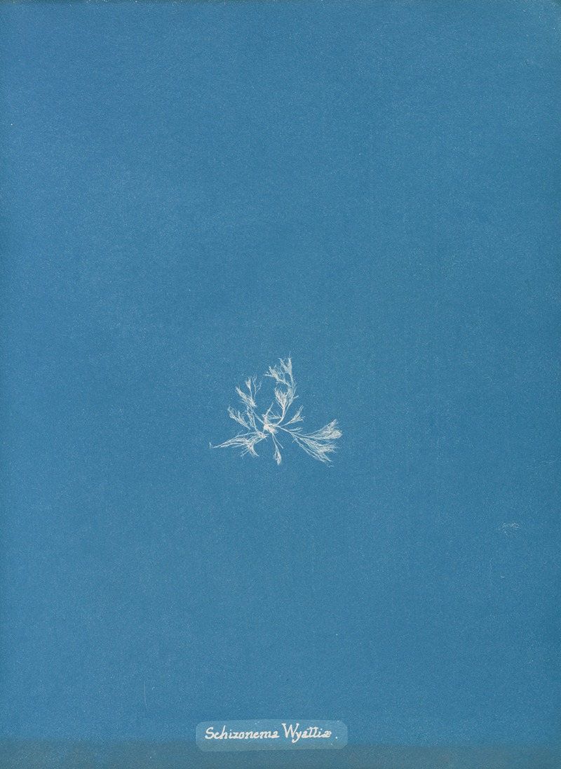 Schizonema Wyattiae by Anna Atkins, 1843-1853 — digital art print download