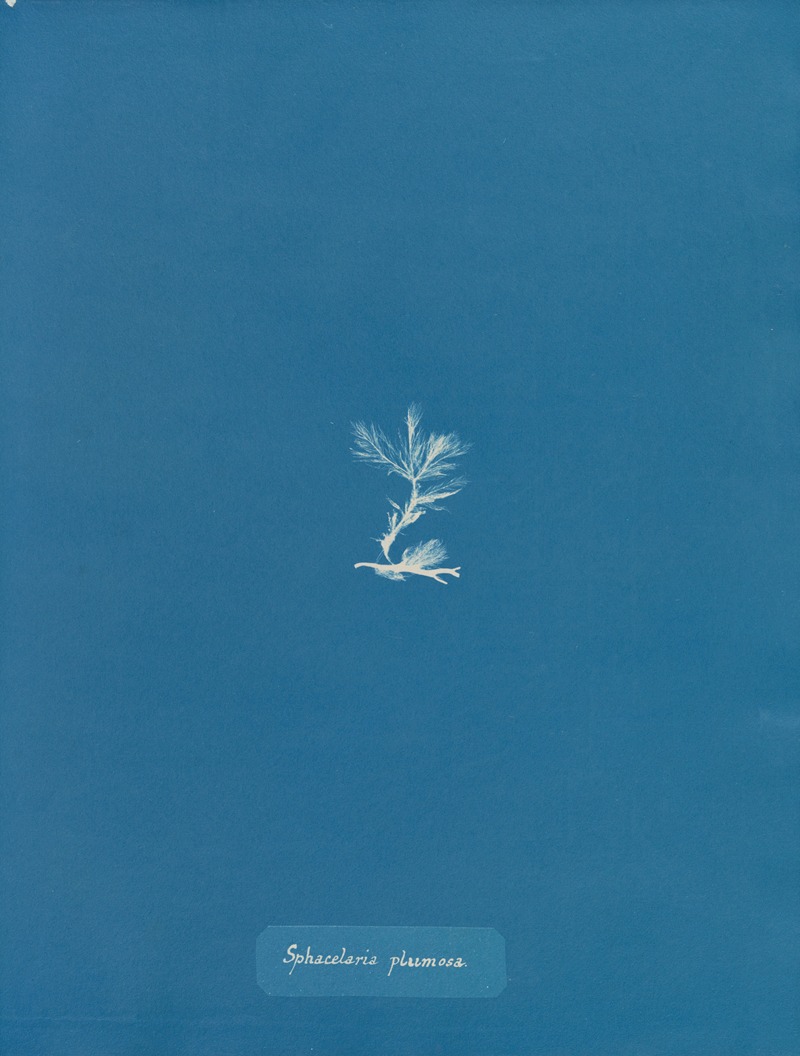Sphacelaria plumosa by Anna Atkins, 1843-1853 — digital art print download