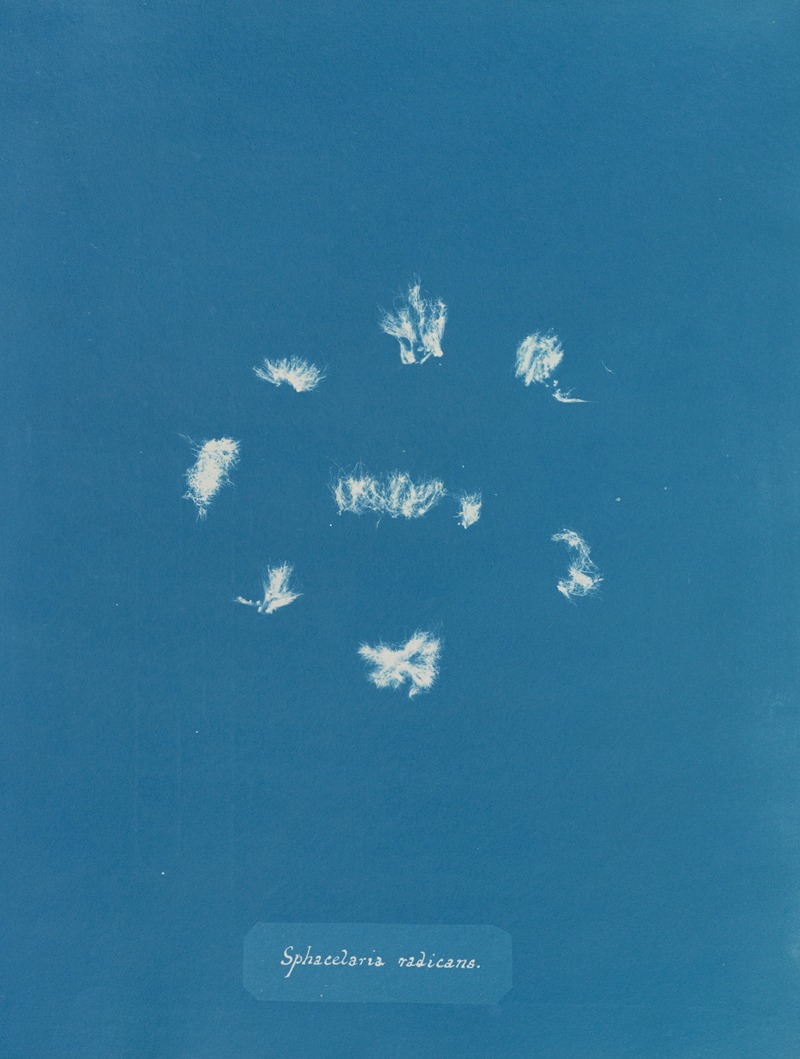 Sphacelaria radicans by Anna Atkins, 1843-1853 — digital art print download