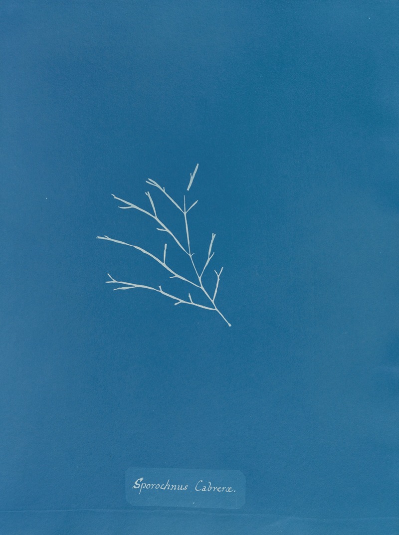 Sporochnus Cabreræ by Anna Atkins, 1843-1853 — digital art print download