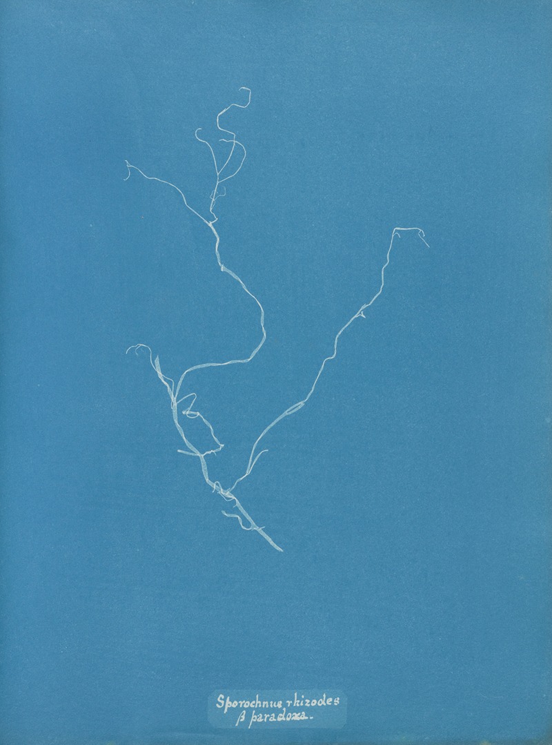 Sporochnus rhizodes β paradoxa — Anna Atkins