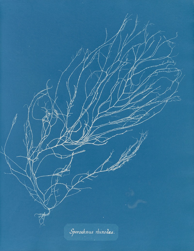 Sporochnus rhizodes by Anna Atkins, 1843-1853 — digital art print download