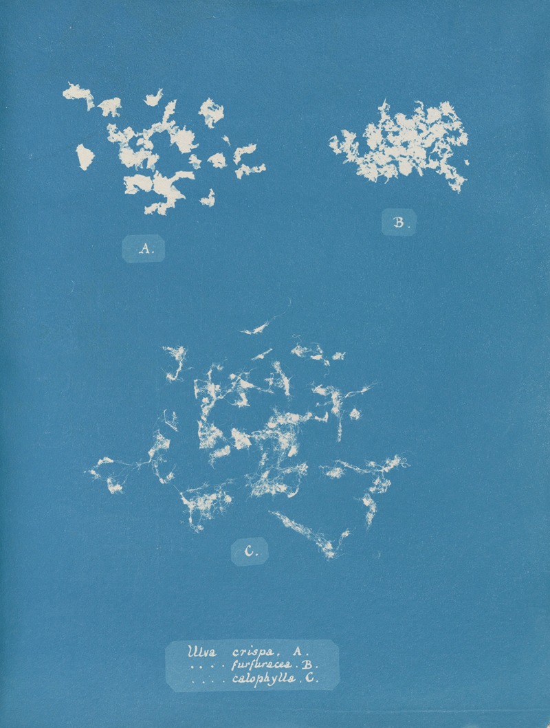 Ulva crispa, A. by Anna Atkins, 1843-1853 — digital art print download