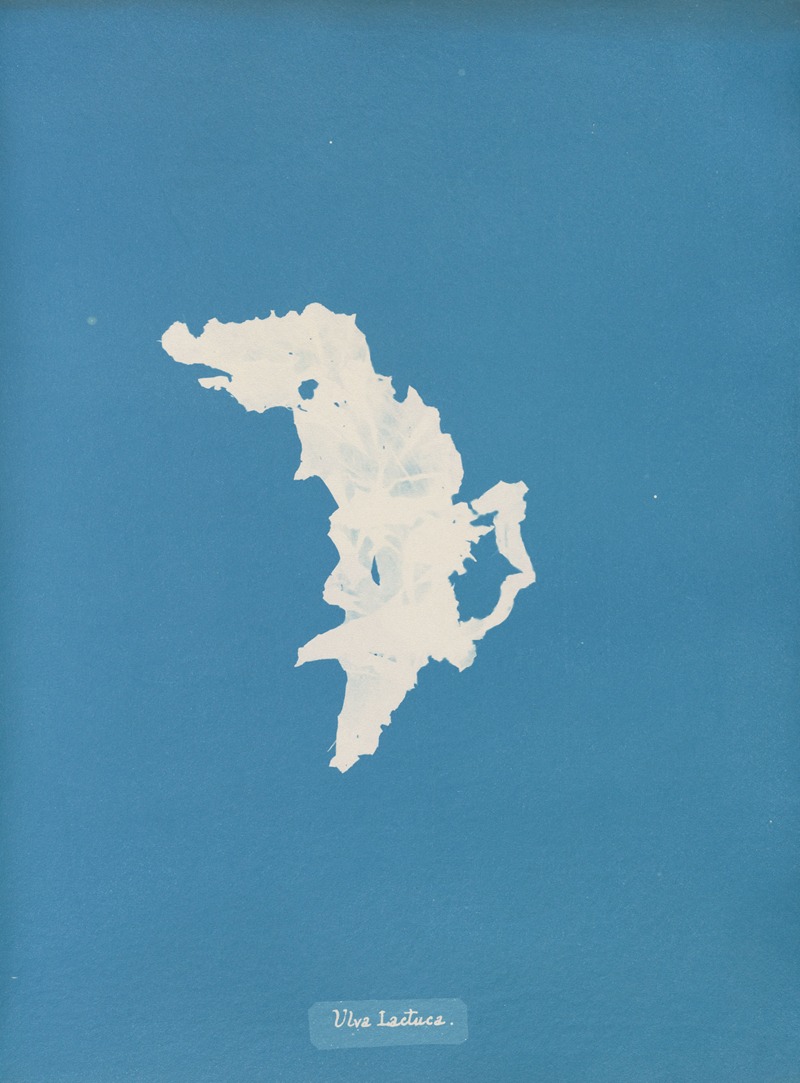Ulva lactuca by Anna Atkins, 1843-1853 — digital art print download