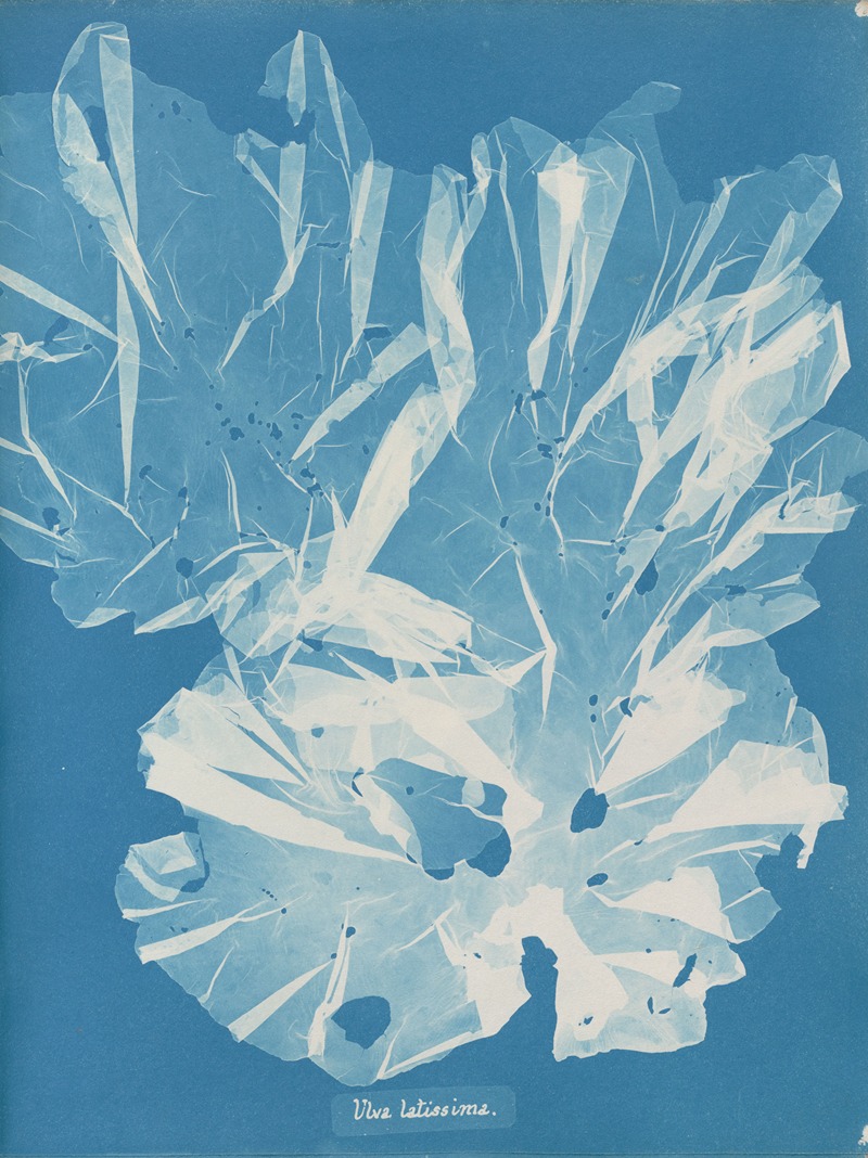 Ulva latissima by Anna Atkins, 1843-1853 — digital art print download