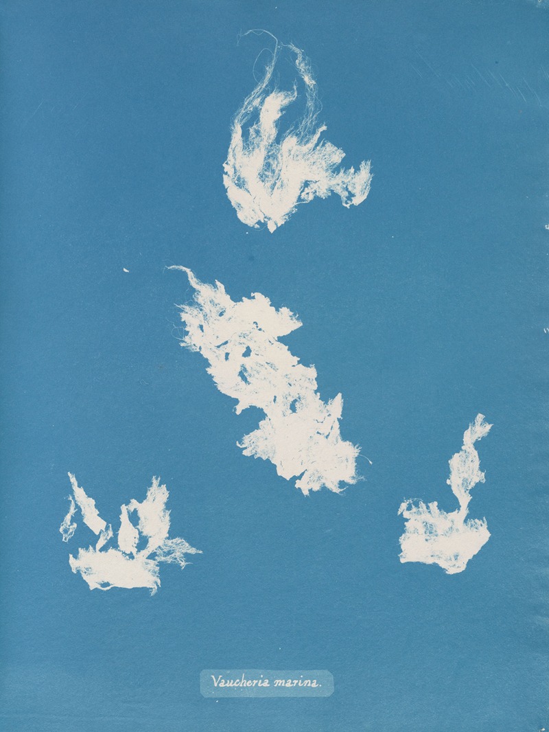 Vaucheria marina by Anna Atkins, 1843-1853 — digital art print download