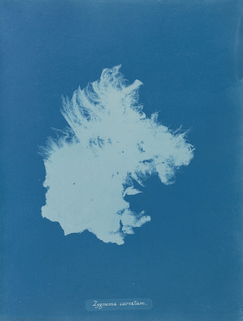 Zygnema curvatum by Anna Atkins, 1843-1853 — digital art print download