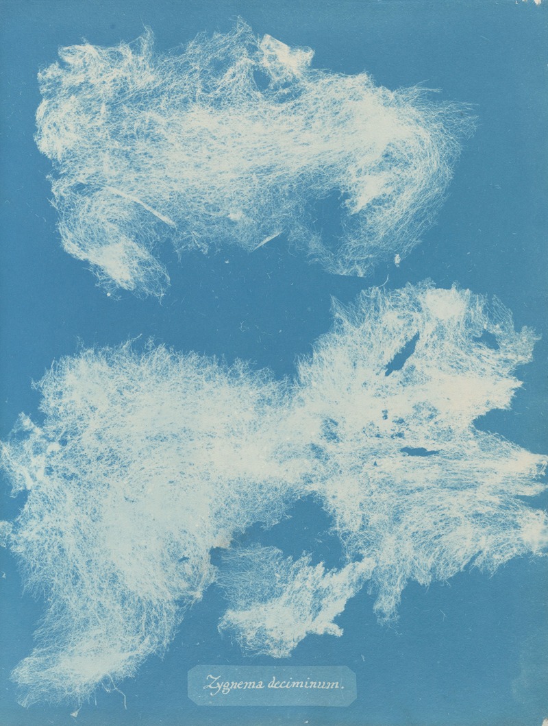 Zygnema deciminum by Anna Atkins, 1843-1853 — digital art print download