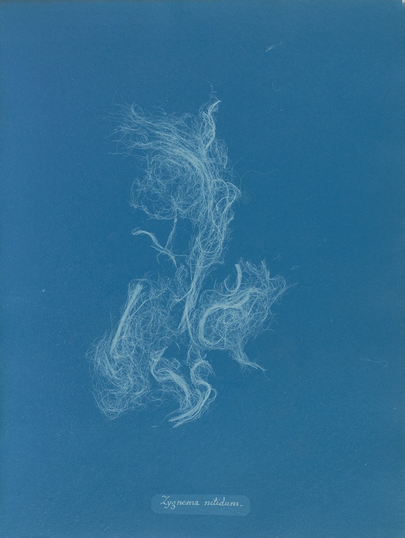Zygnema nitidum by Anna Atkins, 1843-1853 — digital art print download