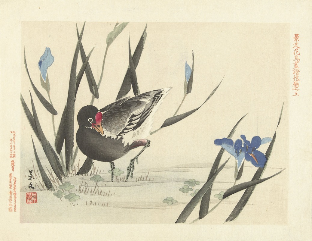 Japanese iris and common moorhen by Matsumura Keibun, 1892 — digital art print download