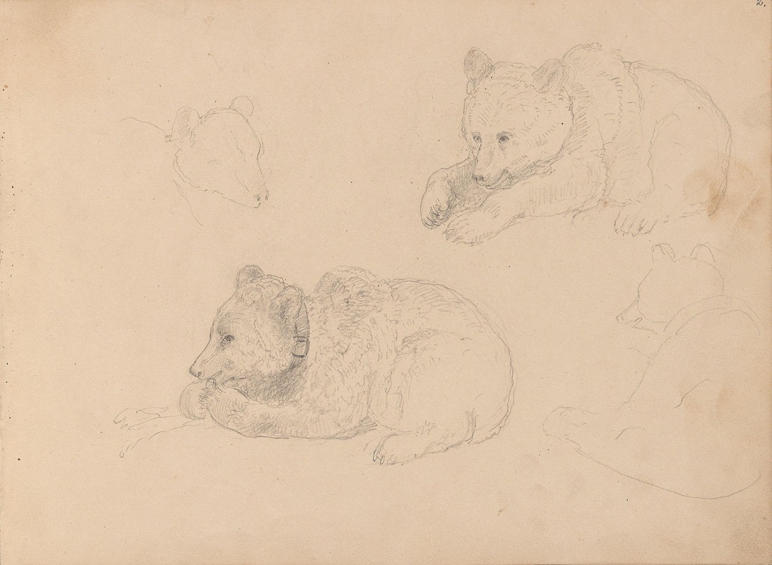 Studies of bear cubs by Адольф Тидеманд — digital art print download
