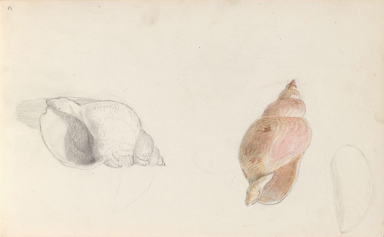 Studies of conch by Адольф Тидеманд — digital art print download
