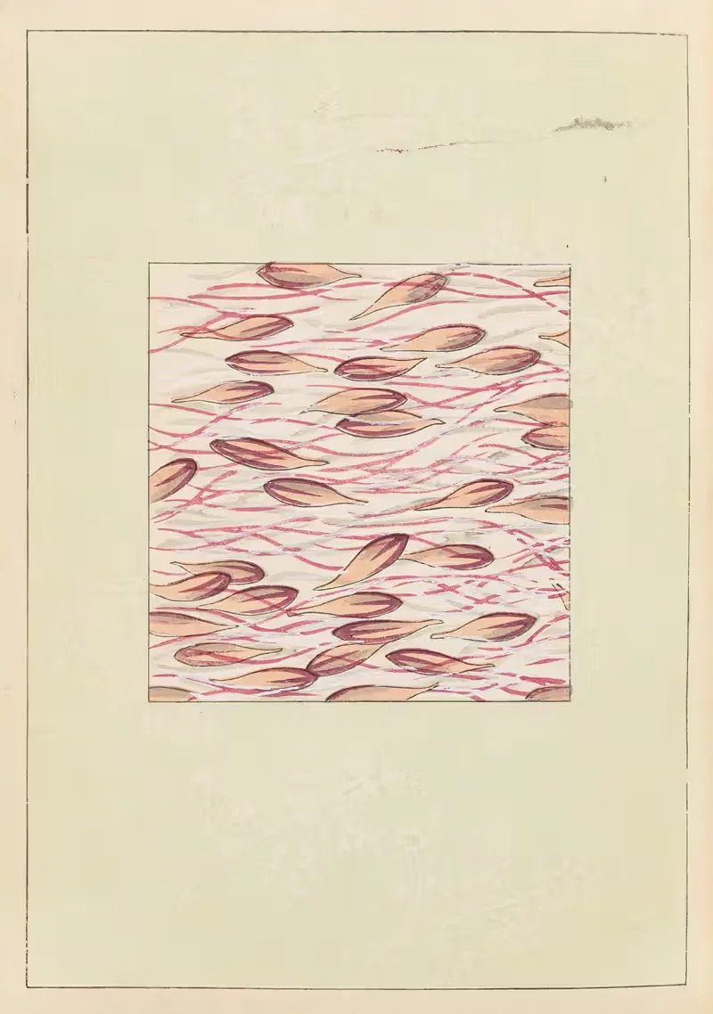 Шин-Бидзюцукаи, Пл.311 by Фуруя Кодзин, 1901-1902 — digital art print download