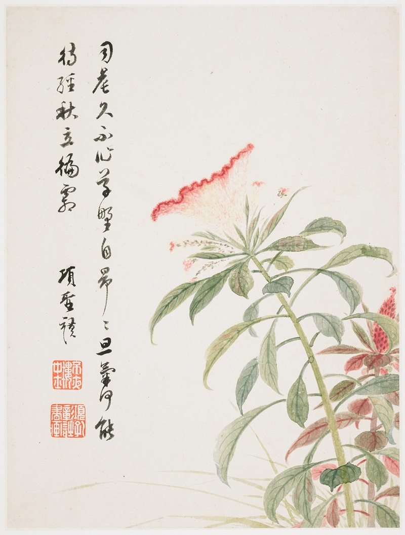 Cock's-comb by Xiang Shengmo, 1656 — digital art print download