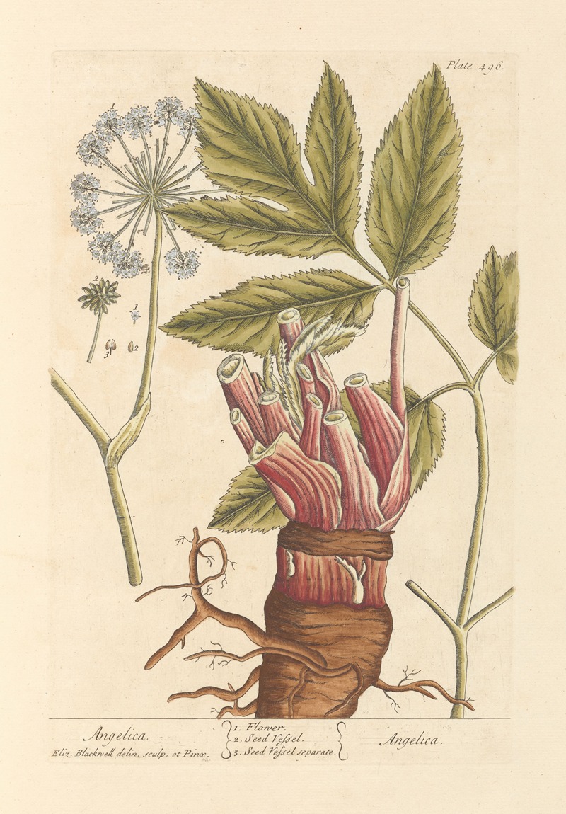 Angelica by Elizabeth Blackwell, 1739 — digital art print download