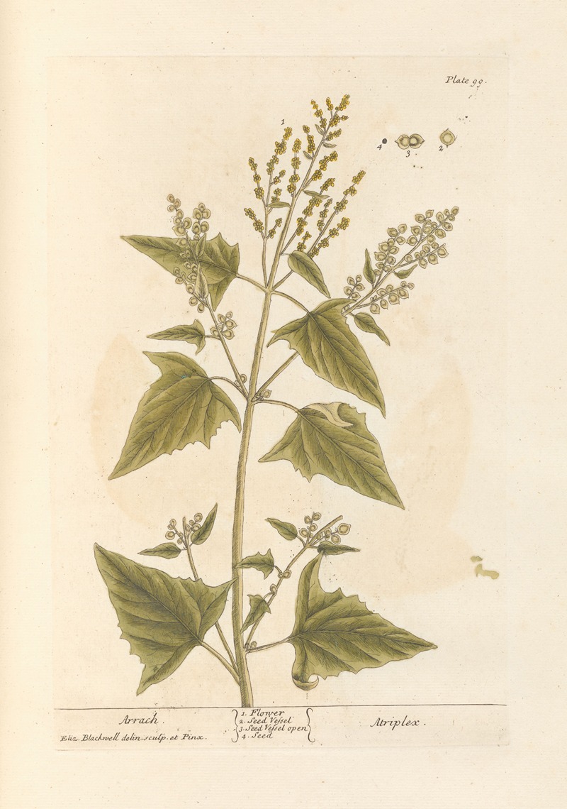 Arrach by Elizabeth Blackwell, 1739 — digital art print download