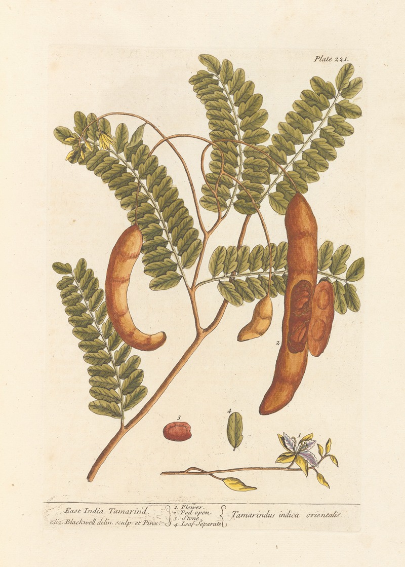 East India tamarind by Elizabeth Blackwell, 1739 — digital art print download