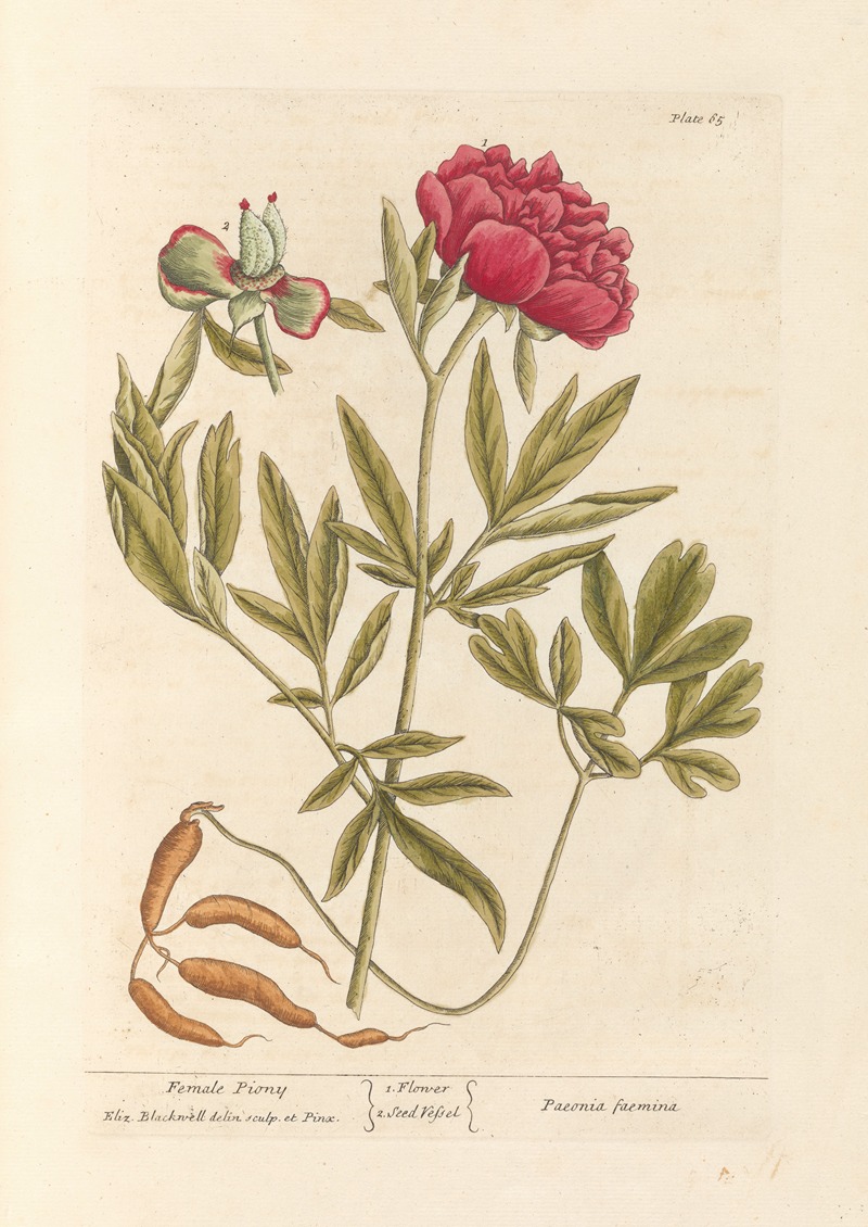 Female piony by Elizabeth Blackwell, 1739 — digital art print download