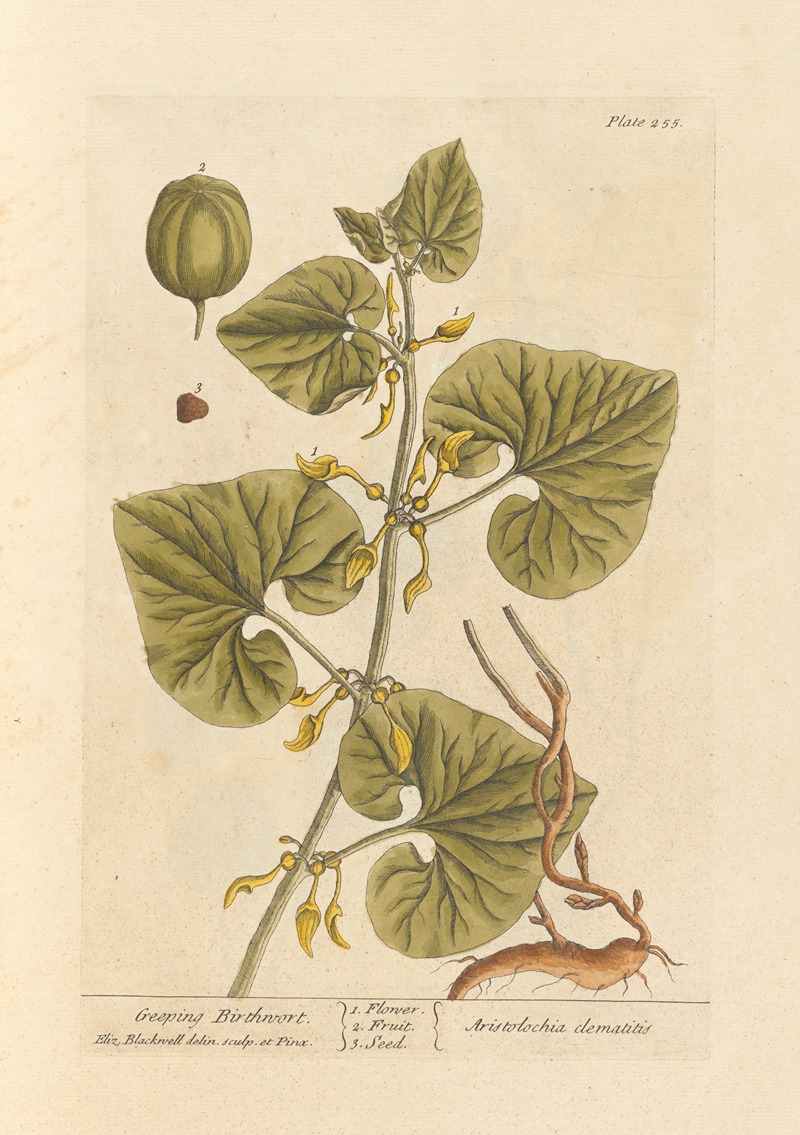 Geeping birthwort by Elizabeth Blackwell, 1739 — digital art print download