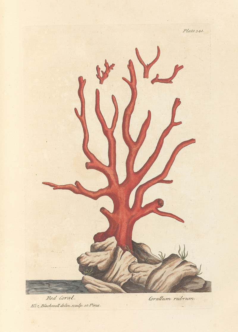 Red coral by Elizabeth Blackwell, 1739 — digital art print download