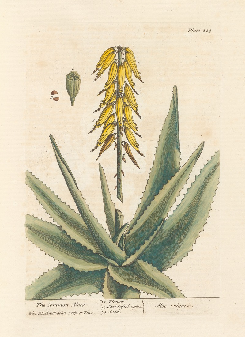 The common aloes by Elizabeth Blackwell, 1739 — digital art print download