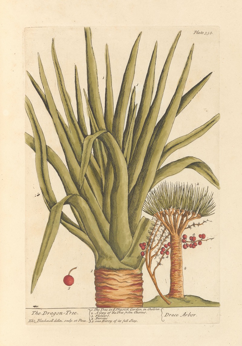 The dragon tree by Elizabeth Blackwell, 1739 — digital art print download