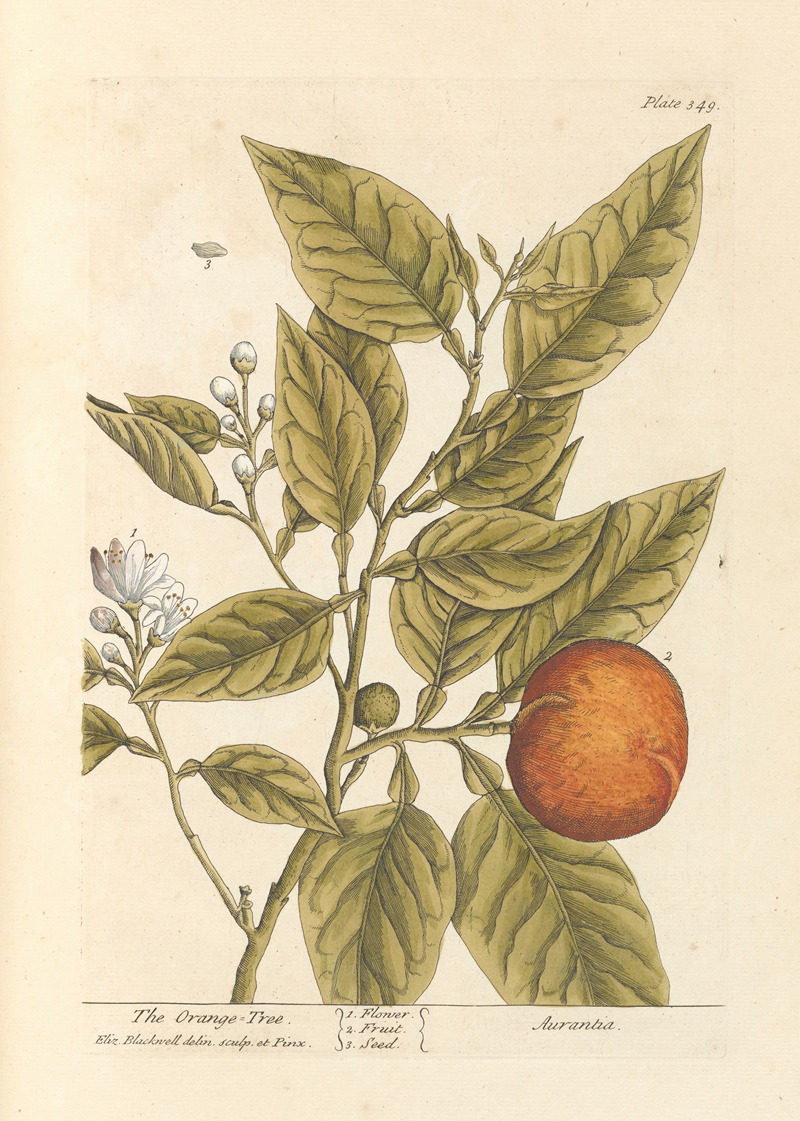 The orange tree by Elizabeth Blackwell, 1739 — digital art print download