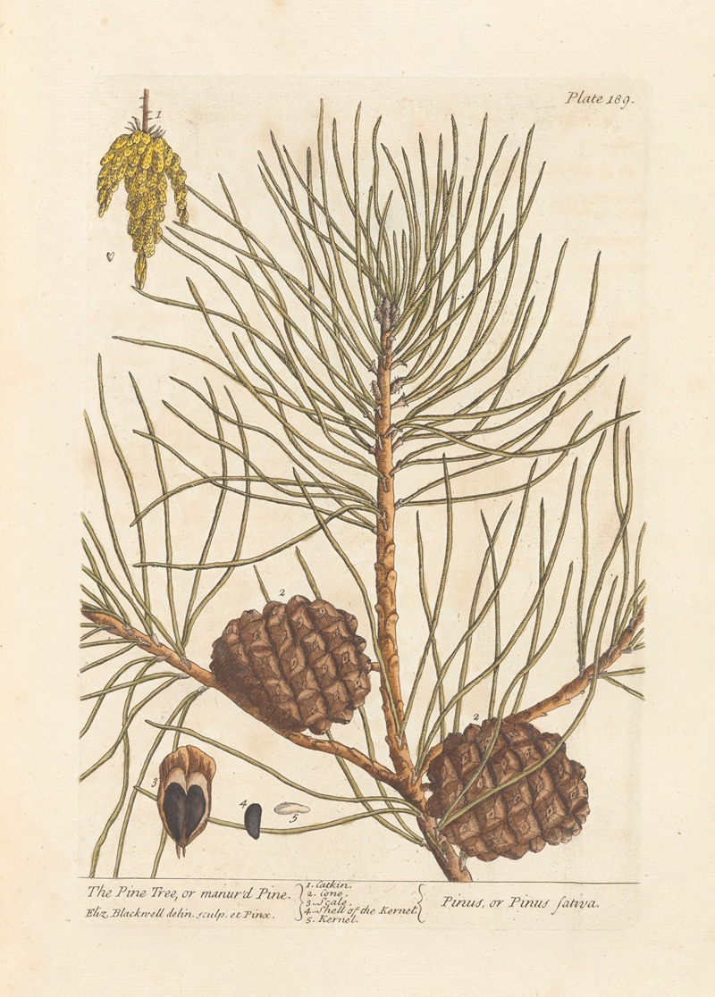 The pine tree, or manur'd pine by Elizabeth Blackwell, 1739 — digital art print download