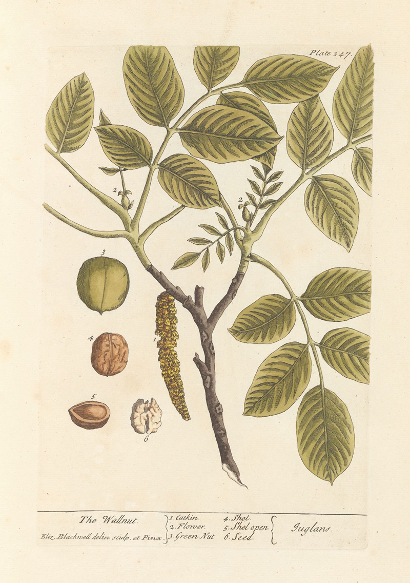 The wallnut by Elizabeth Blackwell, 1739 — digital art print download