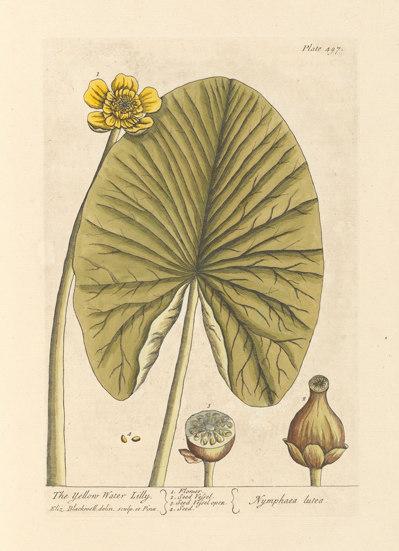 The yellow water lilly by Elizabeth Blackwell, 1739 — digital art print download