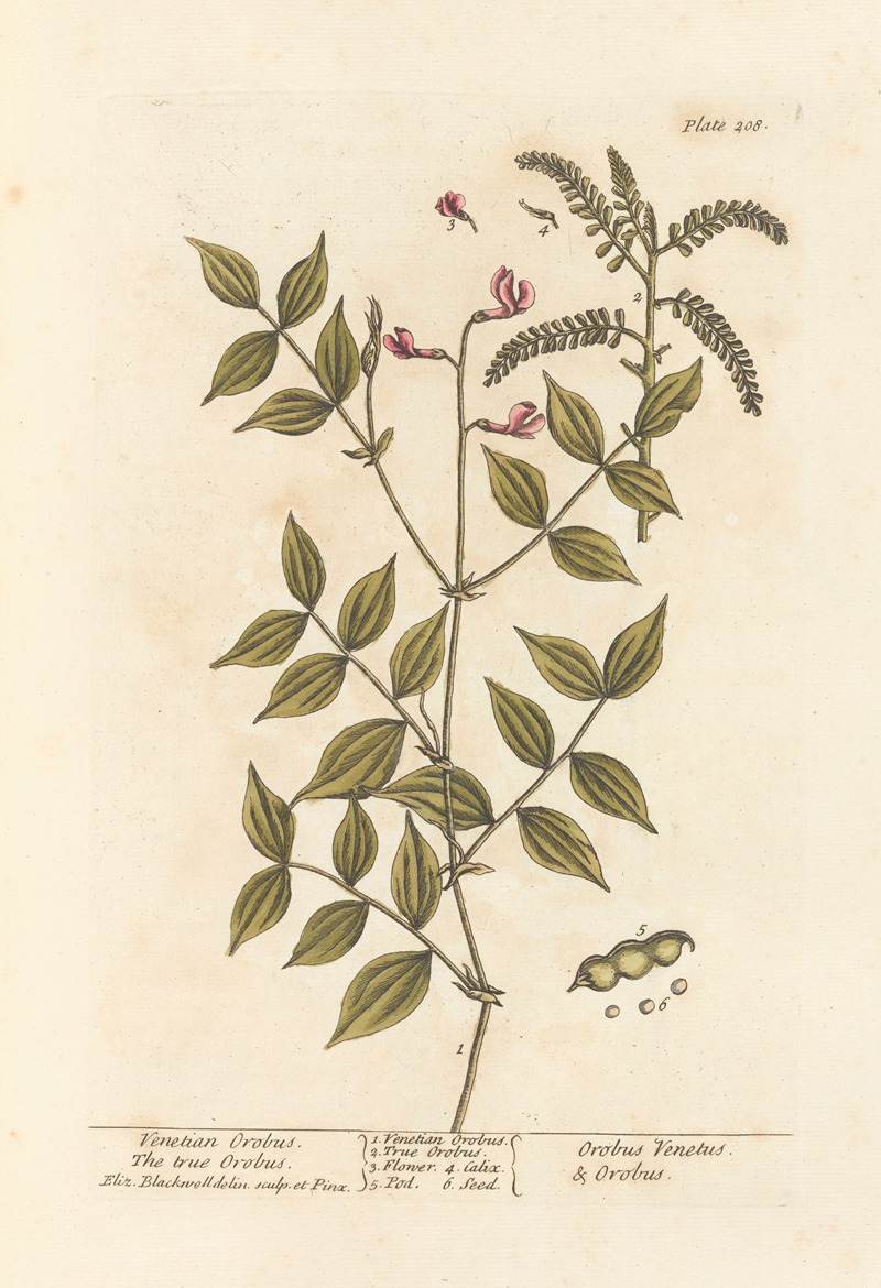 Venetian orobus, the true orobus — Elizabeth Blackwell