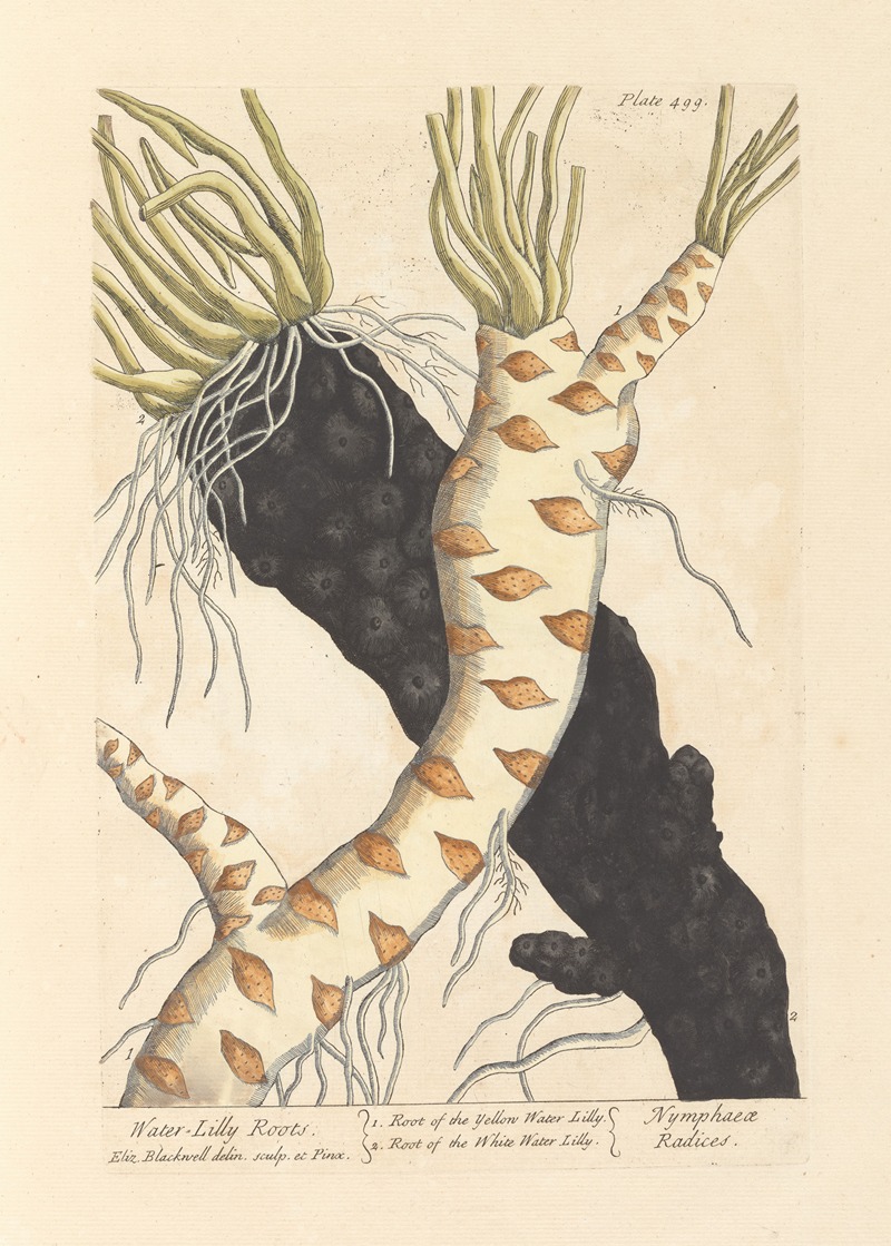 Water lilly roots by Elizabeth Blackwell, 1739 — digital art print download