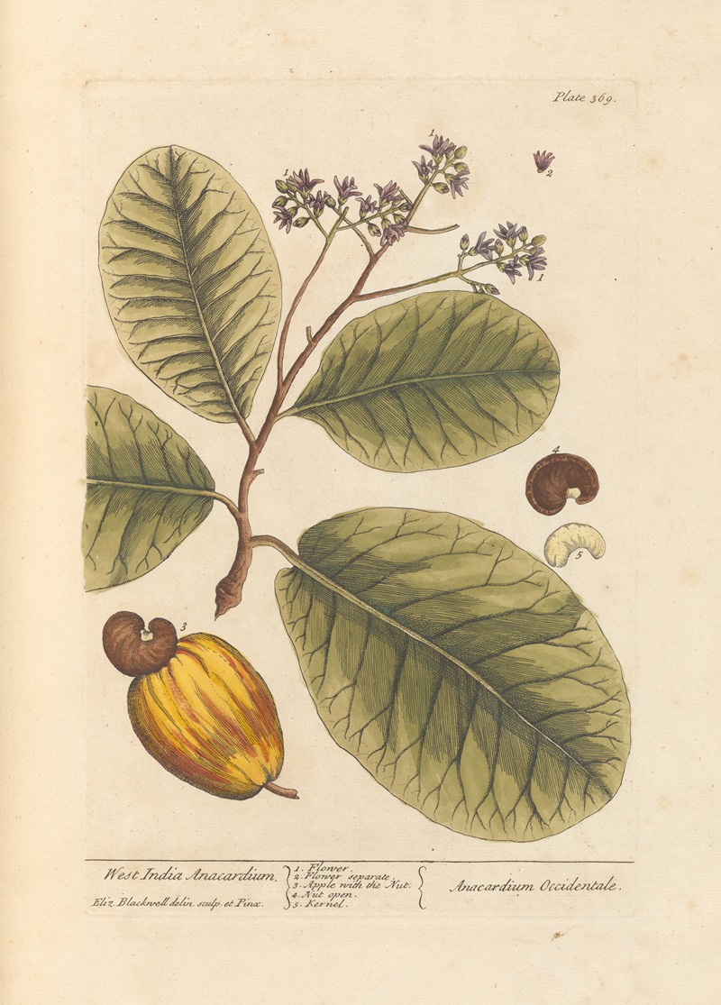 West India anacardium by Elizabeth Blackwell, 1739 — digital art print download