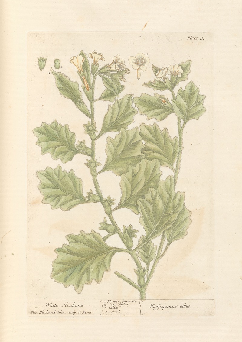 White henbane by Elizabeth Blackwell, 1739 — digital art print download
