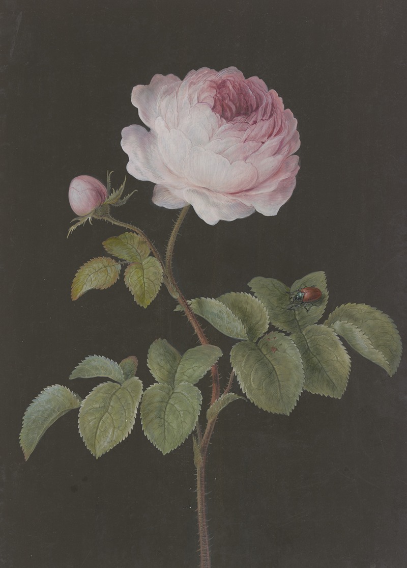 Rosa Rose (Rosa) mit einem braunen Käfer — Barbara Regina Dietzsch