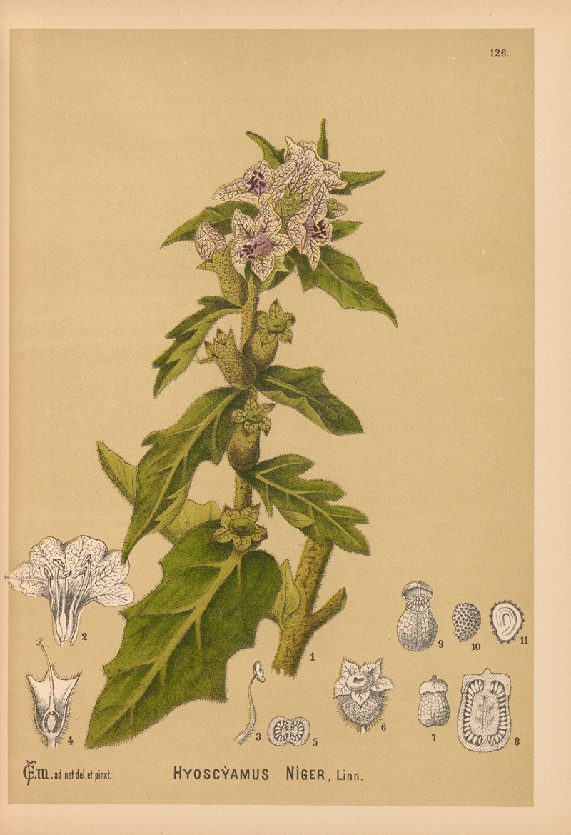 Medicinal Plants Pl.020 by Charles Frederick Millspaugh, 1892 — digital art print download