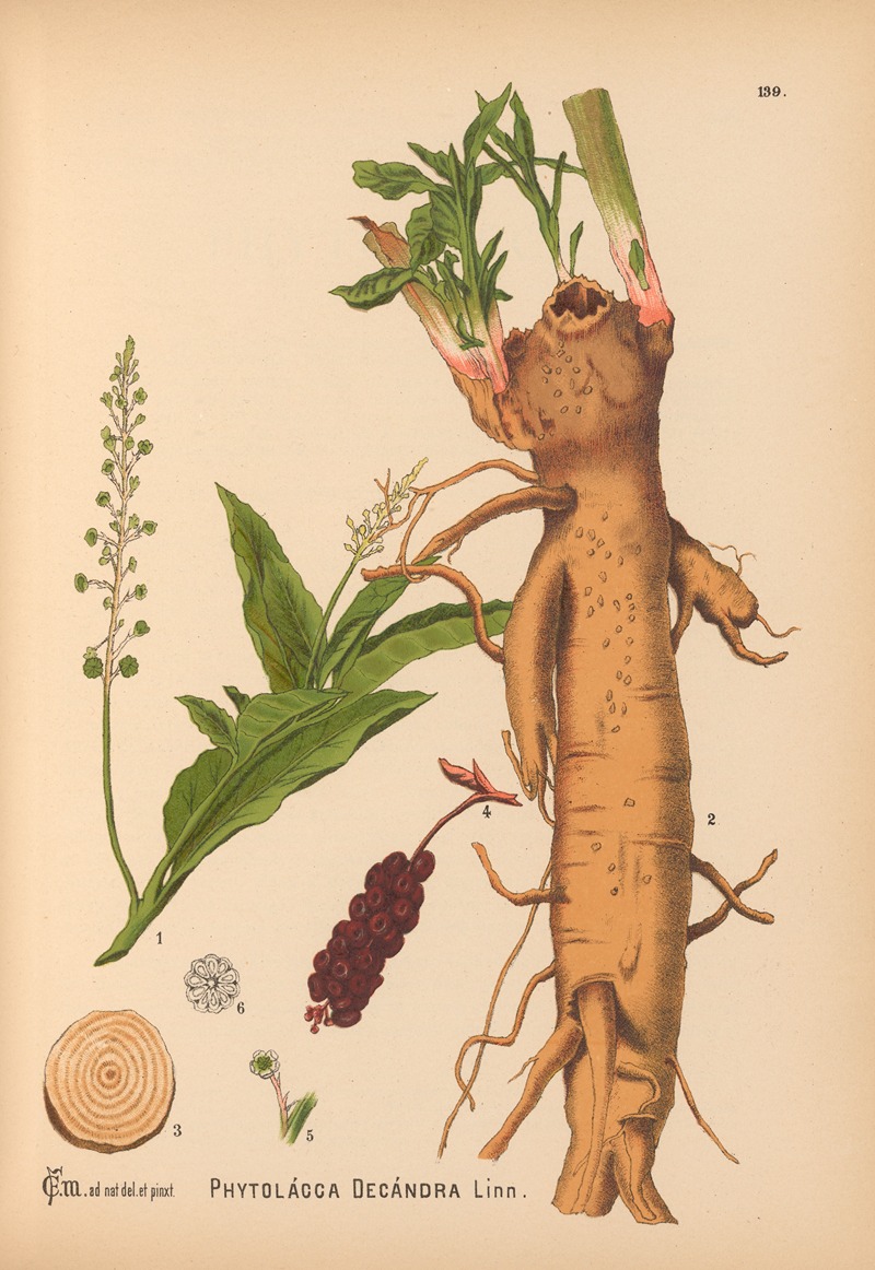 Medicinal Plants Pl.035 by Charles Frederick Millspaugh, 1892 — digital art print download