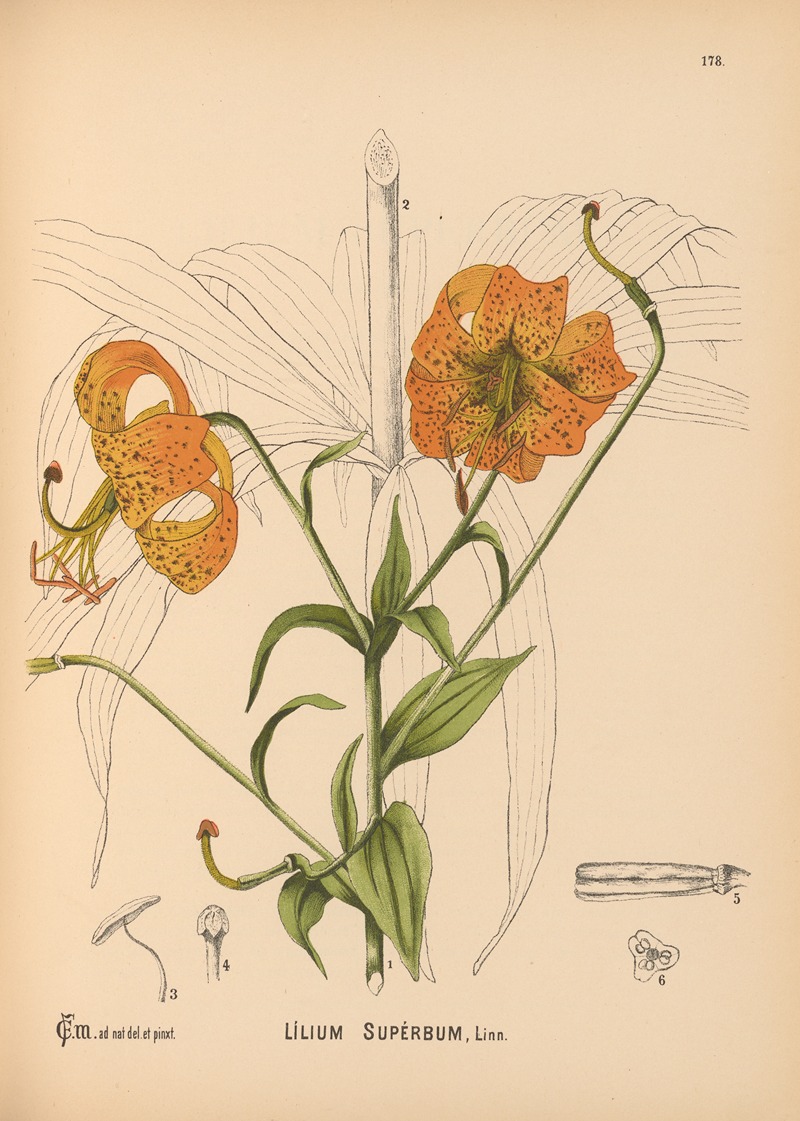 Medicinal Plants Pl.078 by Charles Frederick Millspaugh, 1892 — digital art print download