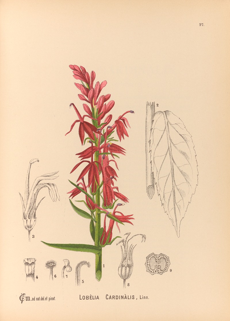 Medicinal Plants Pl.091 by Charles Frederick Millspaugh, 1892 — digital art print download