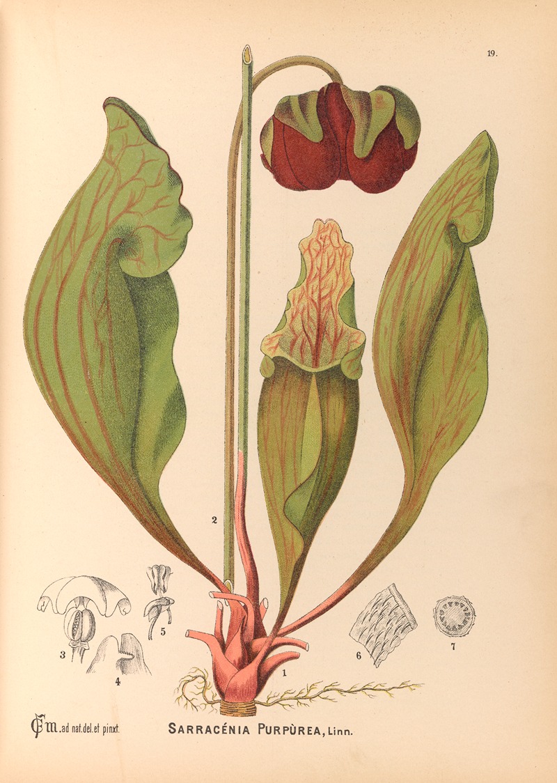 Medicinal Plants Pl.112 by Charles Frederick Millspaugh, 1892 — digital art print download
