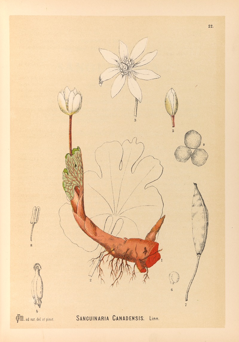 Medicinal Plants Pl.115 by Charles Frederick Millspaugh, 1892 — digital art print download